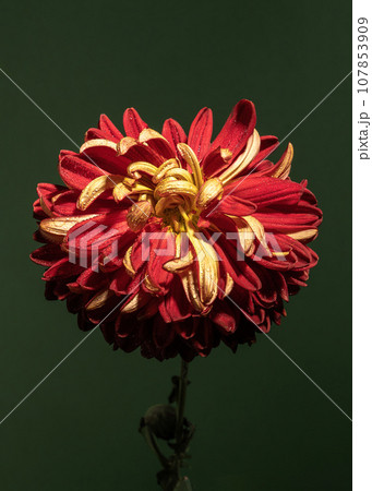Red chrysanthemum on a green background 107853909