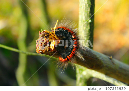 macrothylacia rubi caterpillar macrothylacia rubi caterpillar 107853929