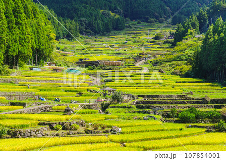 稲刈りが始まった四谷の千枚田 愛知県新城市 稲刈りが始まった四谷の千枚田 愛知県新城市 107854001
