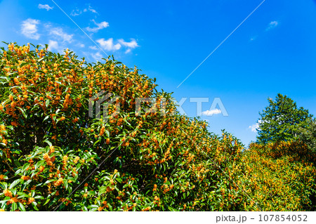 青空に映えるキンモクセイの花 107854052