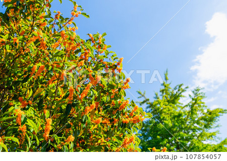 青空に映えるキンモクセイの花 青空に映えるキンモクセイの花 107854057