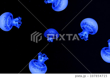 Shooting macro Jellyfish Spotted Lagoon underwater 107854715