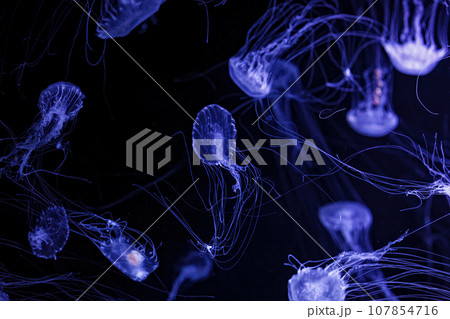 Macro shot of Chrysaora quinquecirrha underwater 107854716