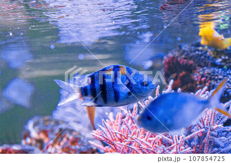 Underwater shot of fish Abudefduf saxatilis 107854725