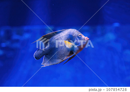 Underwater shot of fish Pomacanthus semicirculatus Underwater shot of fish Pomacanthus semicirculatus 107854728