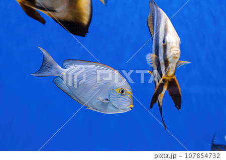 Underwater shot of fish Acanthurus mata 107854732