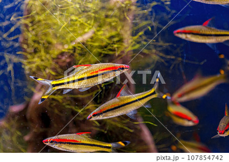 Underwater shot of the Sahyadria denisonii fish 107854742