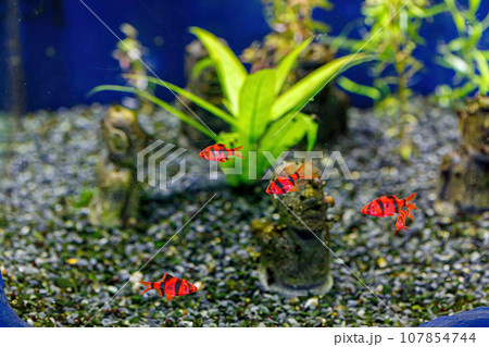 Underwater shot of a glofish fish Underwater shot of a glofish fish 107854744