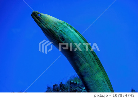 Underwater shot of fish Gymnothorax funebris 107854745