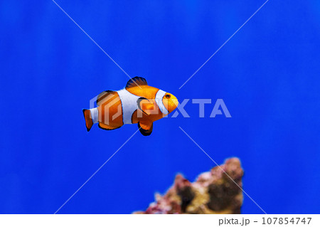 Underwater shot of fish Amphiprion ocellaris Underwater shot of fish Amphiprion ocellaris 107854747