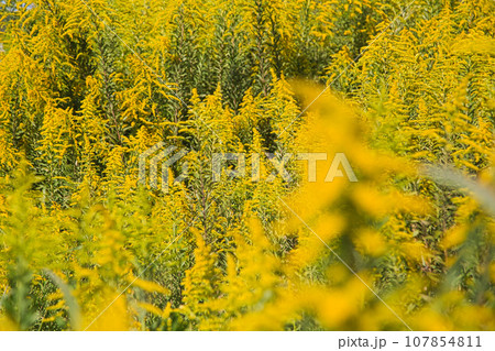 コスモスのある風景 コスモスのある風景 107854811