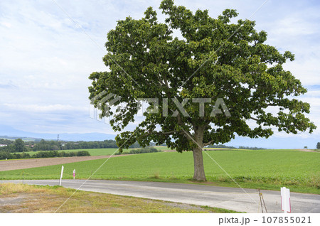 北海道 美瑛の「セブンスターの木」 北海道 美瑛の「セブンスターの木」 107855021