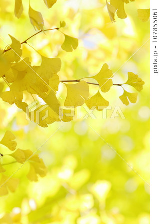 イチョウの黄葉のクローズアップ イチョウの黄葉のクローズアップ 107855061