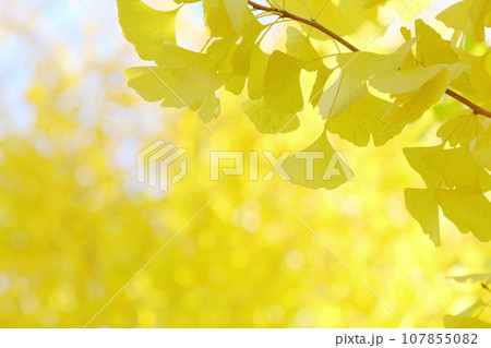 イチョウの黄葉のクローズアップ イチョウの黄葉のクローズアップ 107855082