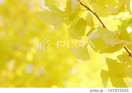 イチョウの黄葉のクローズアップ 107855083