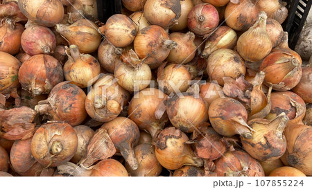 onions onions 107855224