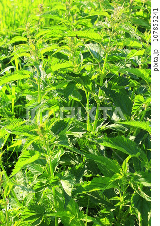 big bushes of nettle big bushes of nettle 107855241