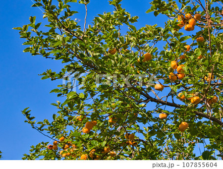 味覚の秋ー柿 味覚の秋ー柿 107855604