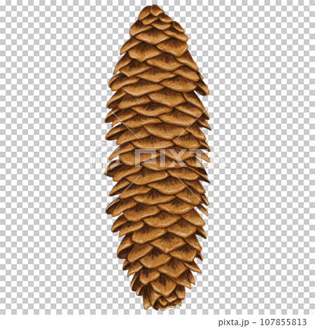 Big fir cone. Christmas and New Year pinecone isolated Big fir cone. Christmas and New Year pinecone isolated 107855813