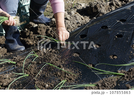 極早生タマネギの植え付け 極早生タマネギの植え付け 107855863