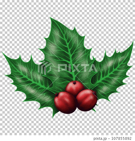 Cute Realistic christmas holly with three berries Cute Realistic christmas holly with three berries 107855892