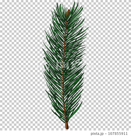 Cute realistic spruce branch with one small cone 107855911