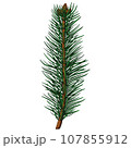 Cute realistic spruce branch with little cones 107855912