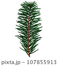 Cute realistic spruce branch with three small cones. 107855913