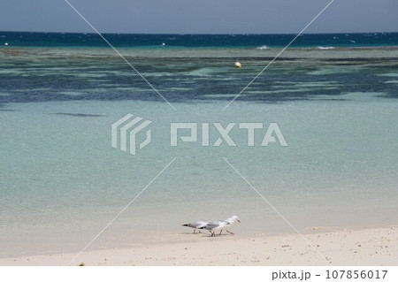 ニューカレドニア　アメデ島　アメデ島 107856017