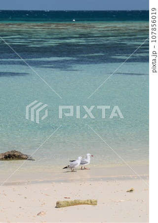 ニューカレドニア　アメデ島　アメデ島 107856019