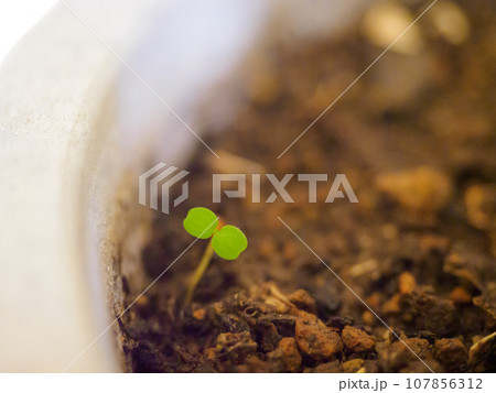 プランターに生えた雑草 107856312