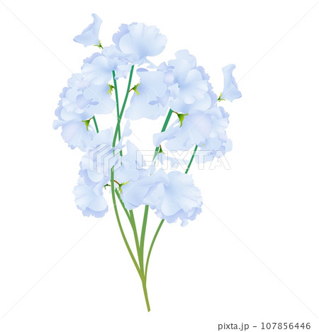 スイートピー4のイラスト素材 [107856446] - PIXTA