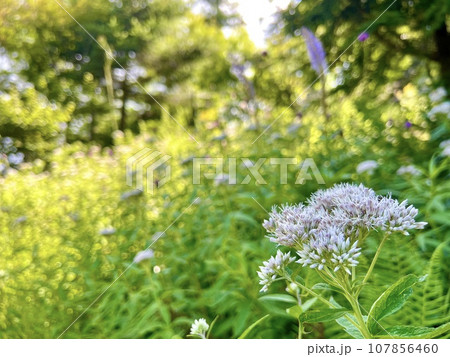 群生するヨツバヒヨドリ 107856460