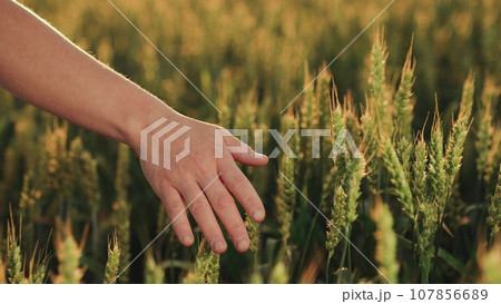 Importance Sustainable Agriculture Exploring Concept Organic Farming From Seed Table Understanding Journey Wheat Food Industry Hands Feed Us Tribute Hardworking Farmers Exploring Golden Fields Walk 107856689