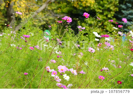 秋の野原に咲くピンク色のコスモスの花 107856779