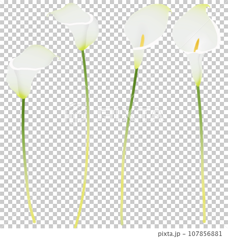 顏色 1 顏色 1 107856881