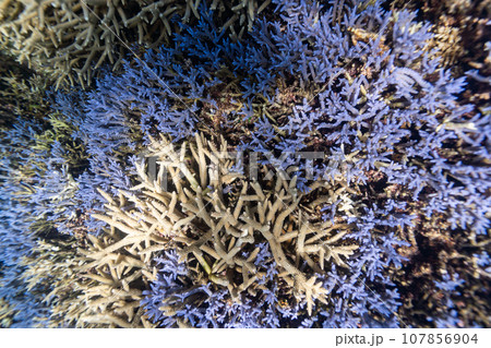 沖縄フォト　宮古島ブルーの大神島周辺の珊瑚礁 107856904