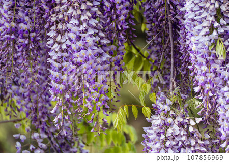 Blooming Wisteria Sinensis with classic purple flowers in full bloom in drooping racemes against the sky. Garden with wisteria in spring. Blooming Wisteria Sinensis with classic purple flowers in full bloom in drooping racemes against the sky. Garden with wisteria in spring. 107856969