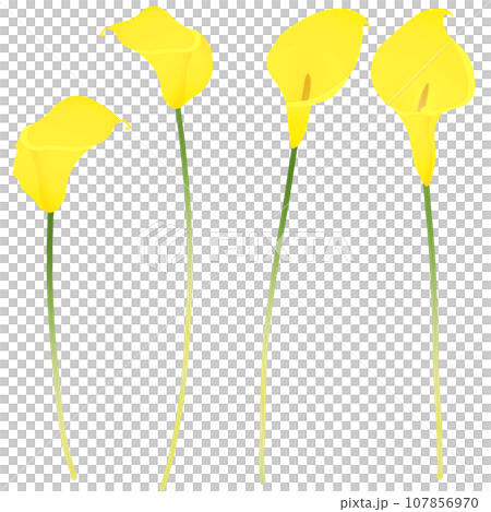 カラー2 カラー2 107856970