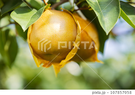 収穫期の梨園の有袋栽培の梨 107857058
