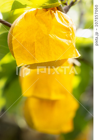 収穫期の梨園の有袋栽培の梨 収穫期の梨園の有袋栽培の梨 107857060
