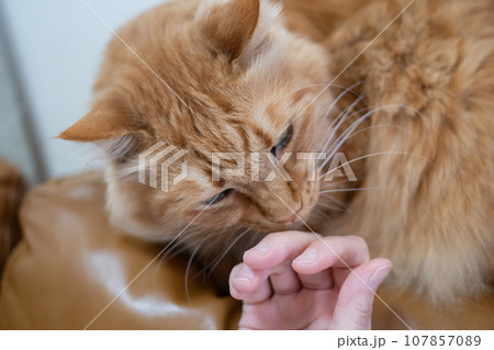 猫を撫でる 茶トラ猫 猫を撫でる 茶トラ猫 107857089