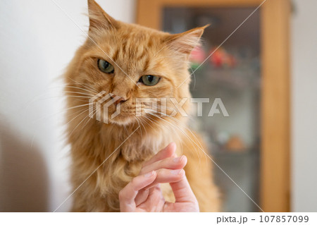 猫を撫でる 茶トラ猫 猫を撫でる 茶トラ猫 107857099