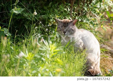 眼を閉じた猫 眼を閉じた猫 107857242