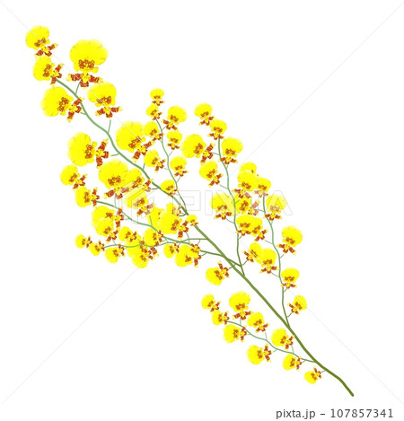 オンシジューム2 107857341