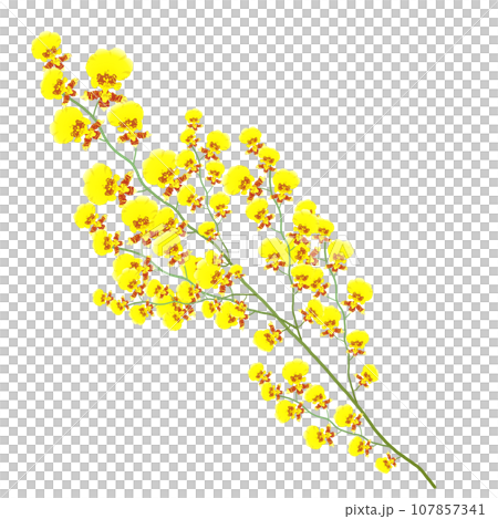 オンシジューム2 107857341