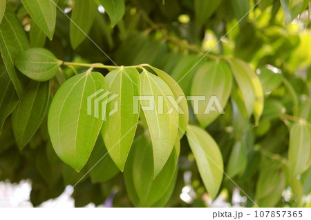 Cinnamon leaves and branch. 107857365