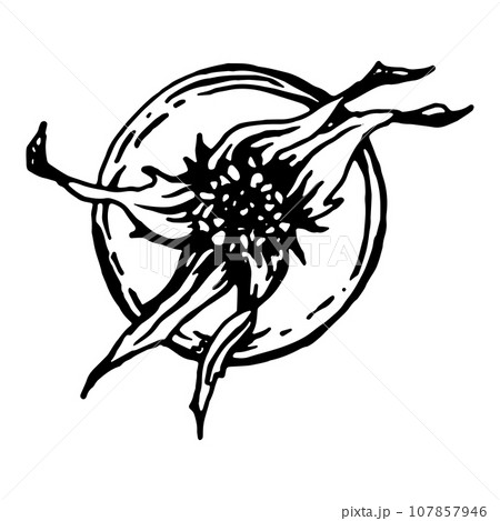Graphic illustration of rosehip. Vector monochrome clip art of Wild rose. Outline linear hand drawn floral design element. Sketch Dog-rose, briar, brier, eglantine, canker-rose for logo, wedding print Graphic illustration of rosehip. Vector monochrome clip art of Wild rose. Outline linear hand drawn floral design element. Sketch Dog-rose, briar, brier, eglantine, canker-rose for logo, wedding print 107857946