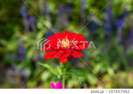 秋に咲くダリア 107857982