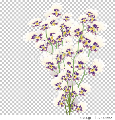 文心蘭花束6 文心蘭花束6 107858662